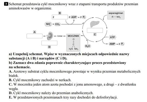 Schemat pracy serwisu FHU RZAZ z zaznaczonymi etapami odbioru, naprawy i dostarczenia sprzętu