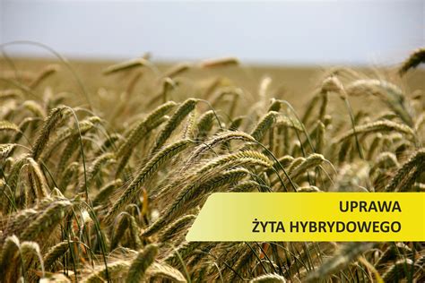 pole żyta hybrydowego w fazie kłoszenia