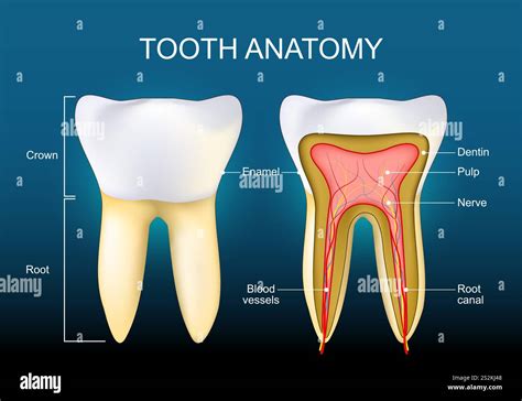 Infographics showing the structure of a cultivator with highlighted teeth.
