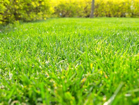 Thematic photo of a lush green lawn being cared for