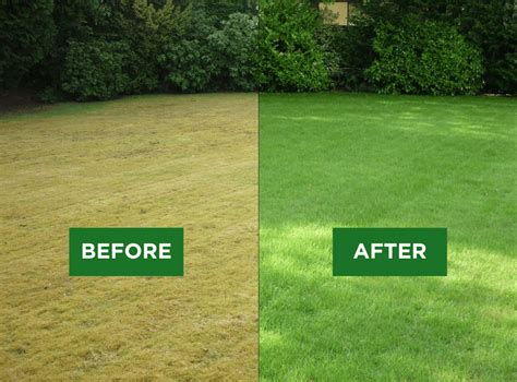 Infographic showing the cross-section of lawn before and after scarification