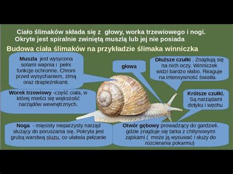 Infografika przedstawiająca krotność ślimaka z zaznaczonymi początkami linii śrubowej