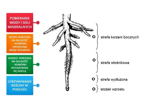 schemat przekroju redlicy wysiewającej w glebie