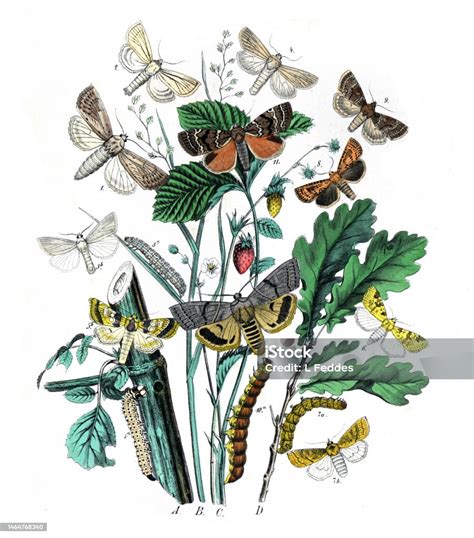 Ilustracja botaniczna żurawiny z zaznaczonymi pędami wegetatywnymi i owoconośnymi