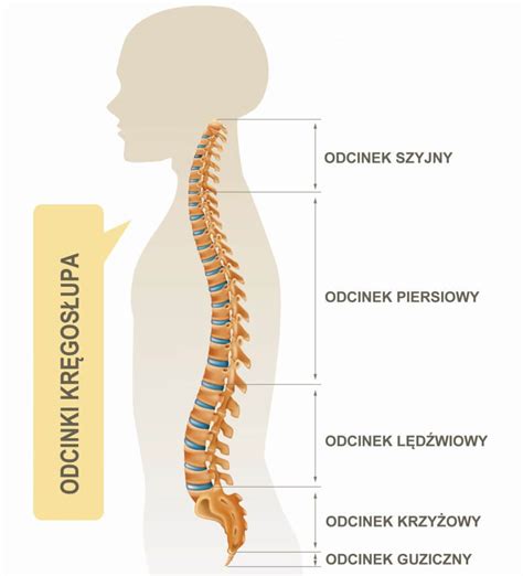 Schemat kręgosłupa szyjnego z zaznaczonymi strukturami mięśniowymi i nerwowymi