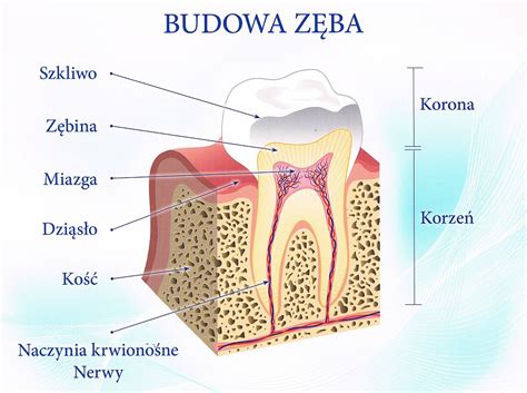 schemat budowy zęba agregatu