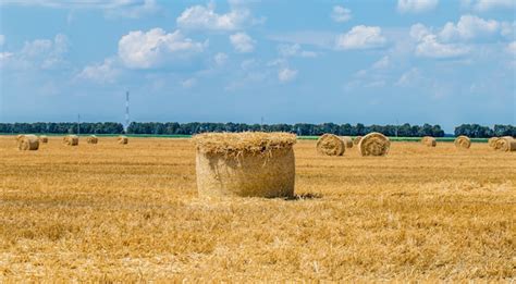 Tematyczne zdjęcie pola zbóż po zbiorach ze słomą w tle