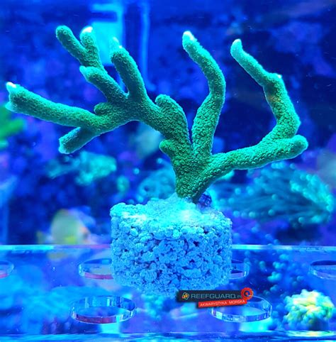 Ilustracja koralowca Montipora zielona talerzowata w akwarium morskim