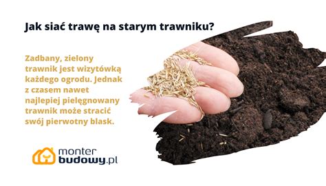 Zbliżenie na rozdrobnioną trawę pozostawioną na trawniku jako mulcz