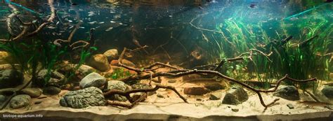 Akwarium z aranżacją z trzciny (Biotope Design Contest 2019)