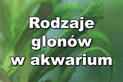 Różne rodzaje glonów akwariowych