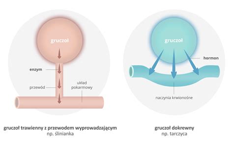 zdjęcie przedstawiające porównanie układu jezdnego typu tandem i jednoosiowego z zaznaczonymi elementami amortyzującymi.