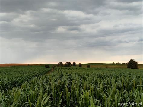 zdjęcie pola kukurydzy w fazie wschodów