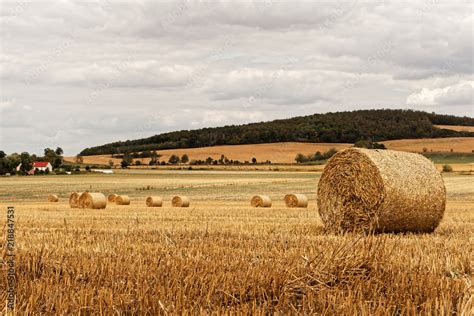 Rozdrobniona słoma równomiernie rozrzucona na polu