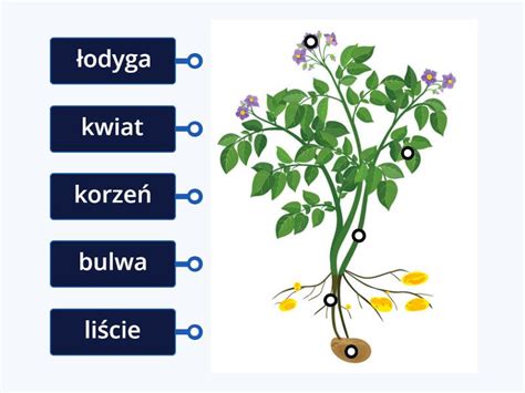 infografika przedstawiająca budowę rośliny ziemniaka oraz przekrój przez prawidłowo usypaną redlinę