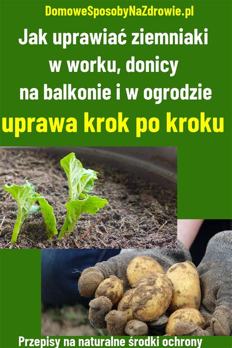 schemat krok po kroku sadzenia ziemniaków w worku na balkonie