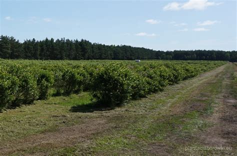 Plantacja borówki amerykańskiej z pracującym w międzyrzędziach pomarańczowym ciągnikiem Kubota