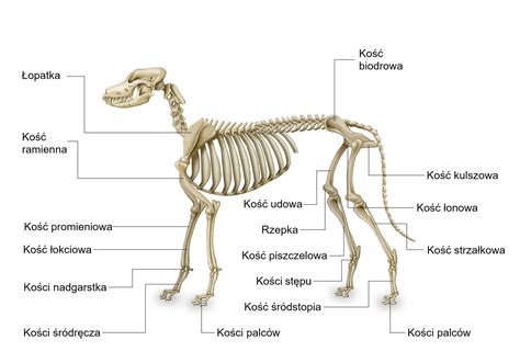 Schemat budowy ciała amerykańskiego bobtaila z zaznaczeniem długości ogona i struktury łap.