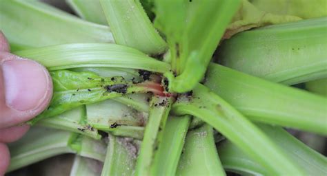 Schematyczne przedstawienie zastosowań opryskiwacza ogrodowego: ochrona przed szkodnikami, nawożenie dolistne, zraszanie.