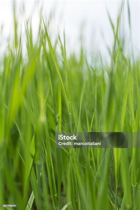 Zdjęcie przedstawiające żółte, słabo ukorzenione źdźbła trawy na tle zdrowej, zielonej murawy.