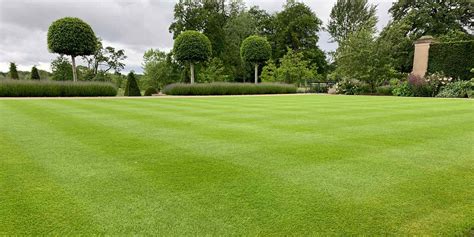 Thematic photo of a healthy, green lawn in a garden