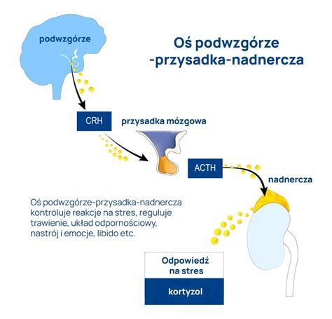Infografika lub schemat ilustrujący działanie zębów Cultus HD z zabezpieczeniem przeciążeniowym
