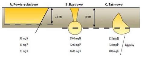 Schemat przedstawiający rozmieszczenie nasion i nawozu w glebie przy użyciu siewnika z dozownikiem nawozu.