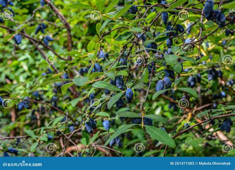 Thematic photo of a ripe Siberian honeysuckle bush with blue berries