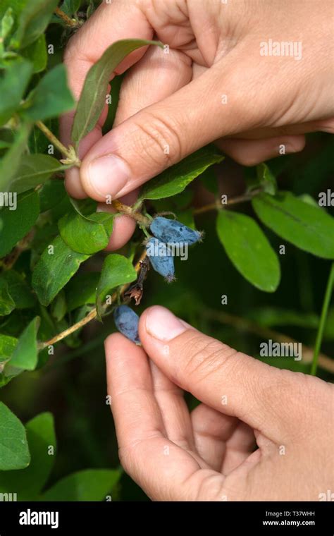 Photo of a hand picking ripe Siberian honeysuckle berries