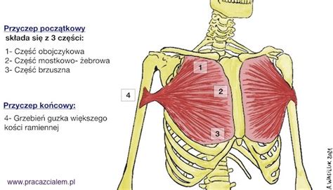 Schemat anatomiczny mięśnia piersiowego większego