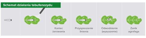 schemat zalecanego opryskiwania średniokroplistego