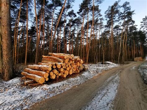 Infografika: Etapy zrywki drewna w lesie