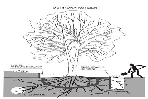 Schemat przedstawiający kolonię mrówek w glebie oraz uszkodzenia systemu korzeniowego roślin