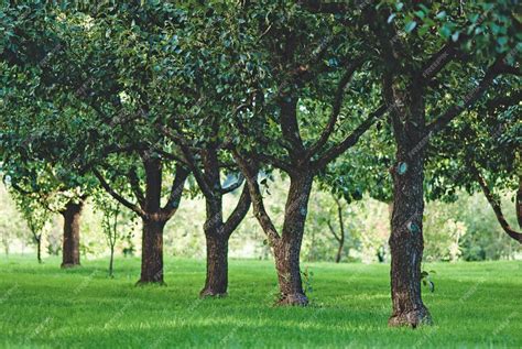 Thematic photo of an orchard mower working between rows of fruit trees