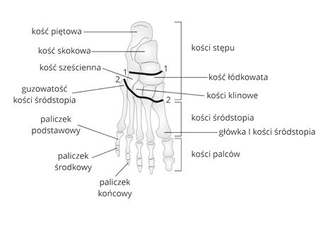Schemat budowy stopy stabilizatora JCB z zaznaczeniem punktów styku z podłożem oraz miejsc montażu sworznia.