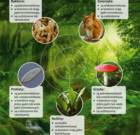Infografika: Wpływ głębokości spulchniania na różne uprawy
