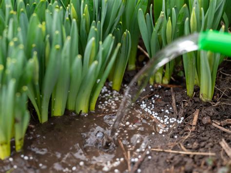 Tematyczne zdjęcie opryskiwacza 5L w akcji w ogrodzie, np. podczas nawożenia roślin.