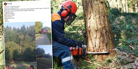 Zdjęcie pilarki spalinowej w akcji, np. podczas wycinki drzewa