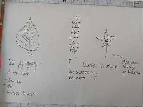 schematyczny rysunek pługa Niemeyer 2.1