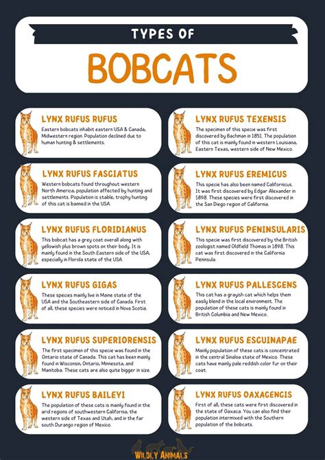 Infographic showing different types of Bobcat machines and their applications