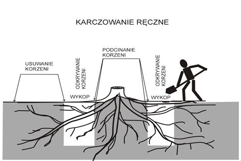 Zdjęcie przedstawiające różnicę między przycinaniem powierzchniowym trawy a głębokim podcinaniem korzeni przy użyciu szpadla lub noża