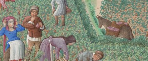 ilustracja przedstawiająca kosiarkę konną w pracy na polu