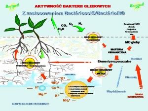 Infografika przedstawiająca mechanizm działania mikroorganizmów glebowych na rośliny