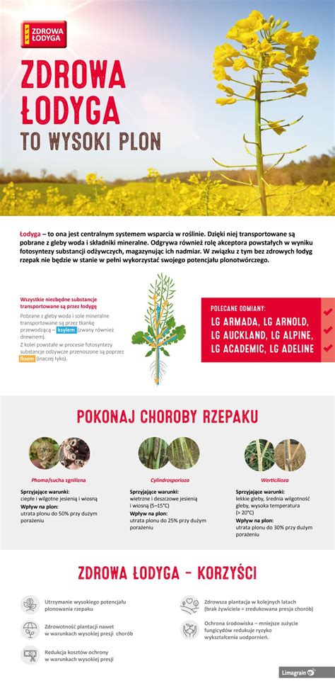 infografika: zalety siewu punktowego rzepaku