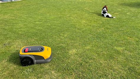 robot koszący STIGA w pracy na trawniku