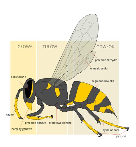 Ilustracja przedstawiająca trzy typy glebogryzarek z różnym umiejscowieniem noży (przednie, środkowe, tylne)