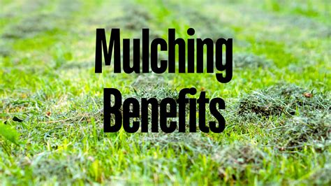Infographic explaining the mulching process and its benefits for the lawn, showing how grass clippings are finely cut and redistributed.