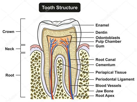Infographic showing the cross-section of a durable cultivator tooth