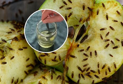 Larwa owocówki jabłkóweczki w owocu jabłoni
