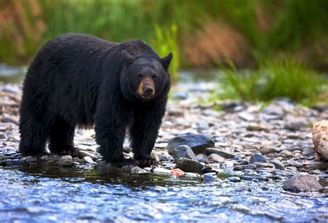 Ursus C-395 Black Bear
